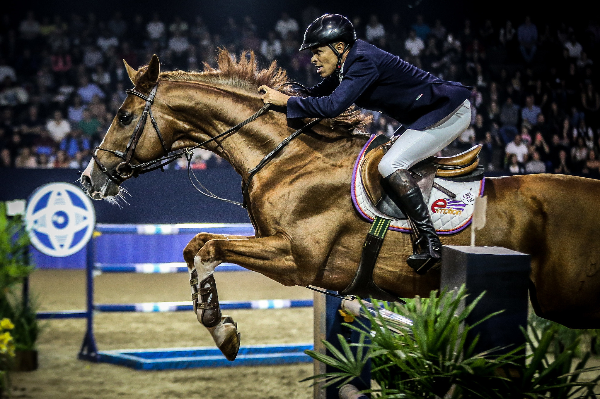 SALTAR SOBRE OBSTÁCULOS COM CAVALO - guia do esporte / hipismo